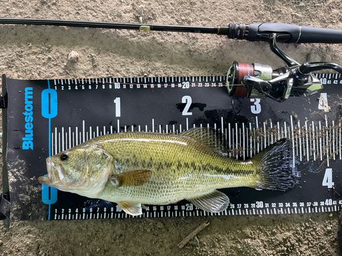ラージマウスバスの釣果