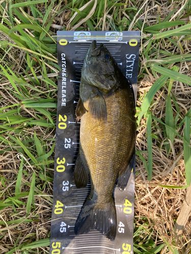 スモールマウスバスの釣果