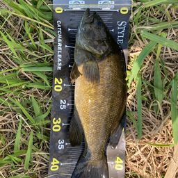 スモールマウスバス