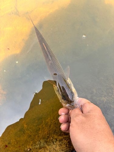 ハスの釣果