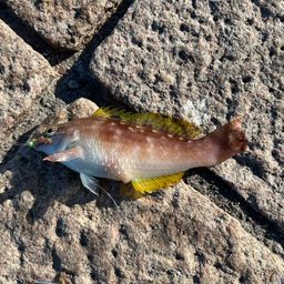 アカササノハベラ