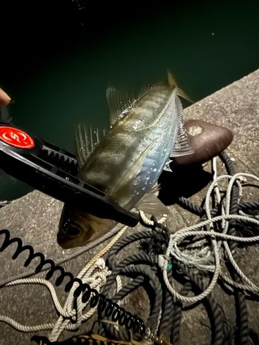 アラカブの釣果