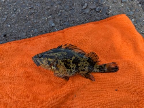 タケノコメバル