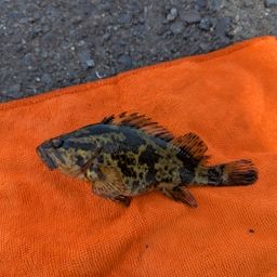 タケノコメバル