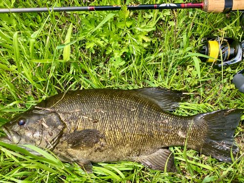 スモールマウスバスの釣果