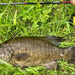 スモールマウスバス