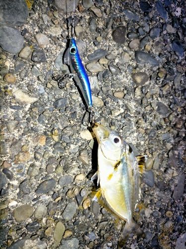 ヒイラギの釣果