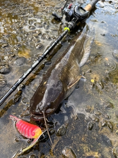 ナマズの釣果