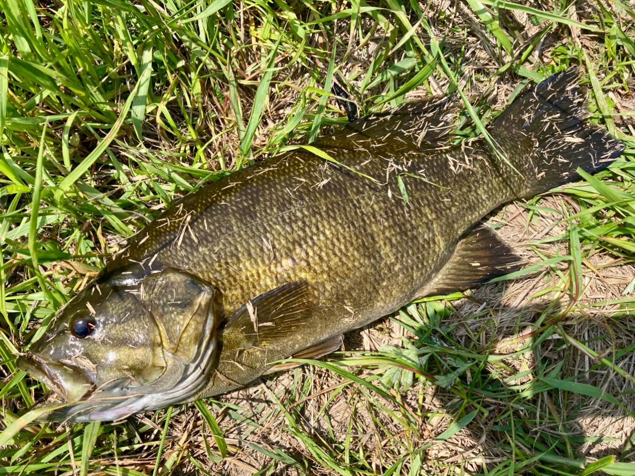 スモールマウスバス