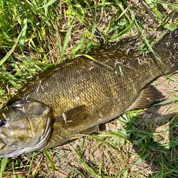 スモールマウスバス