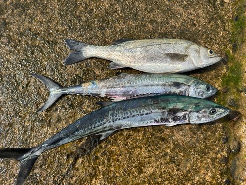 サゴシの釣果