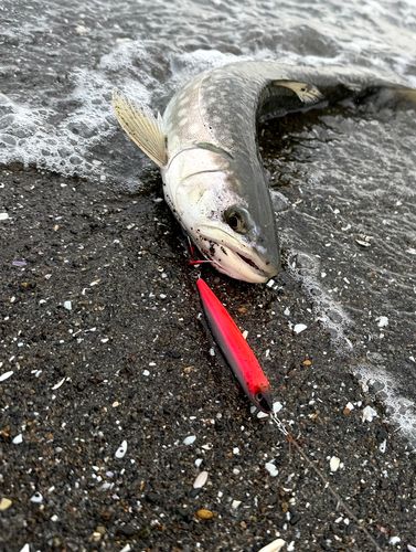 アメマスの釣果