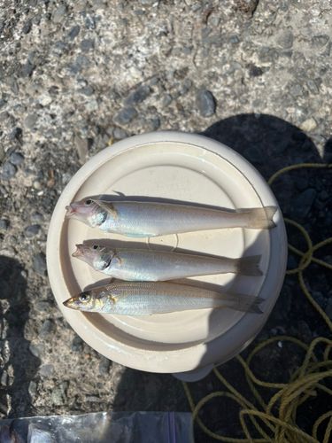 シロギスの釣果