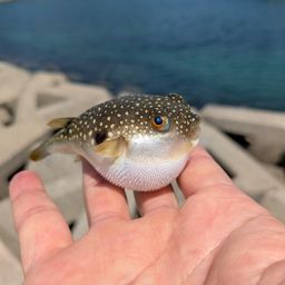 クサフグ