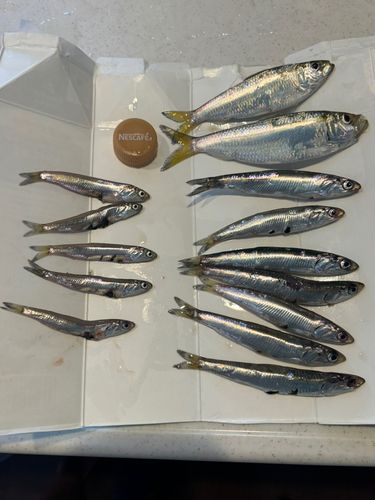 カタクチイワシ