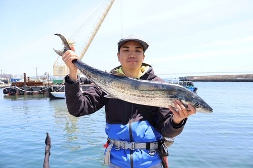 サワラの釣果