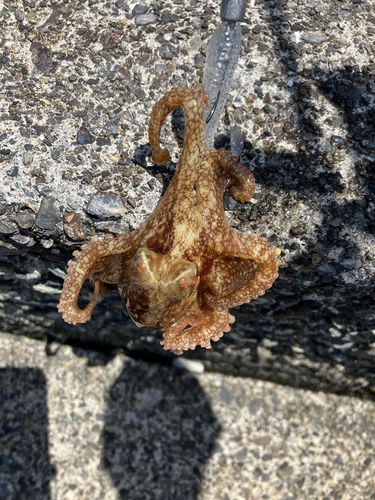 マダコの釣果
