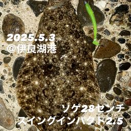 ソゲ