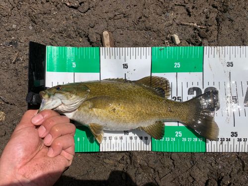 スモールマウスバスの釣果