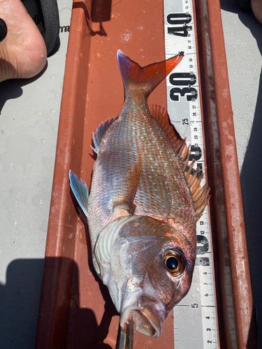 マダイの釣果