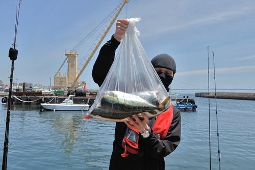 サバの釣果