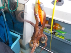 タコの釣果