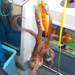 タコ