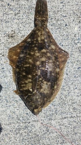 マコガレイの釣果