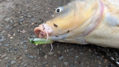コイの釣果