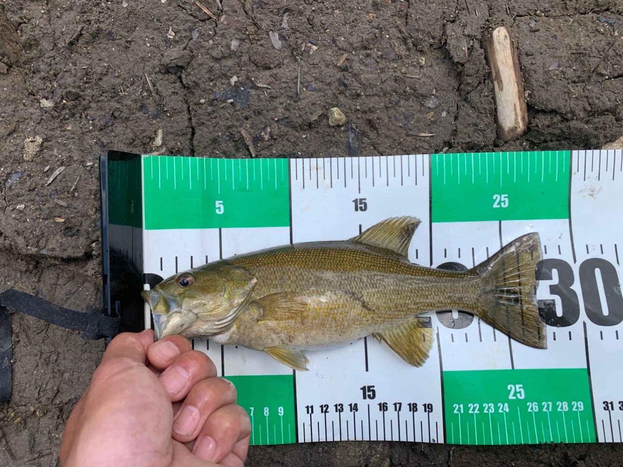 スモールマウスバス