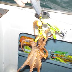 タコ