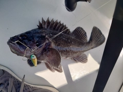 クロソイの釣果