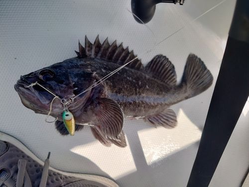 クロソイの釣果