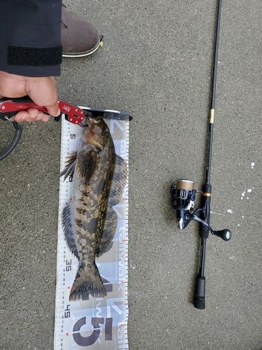 アイナメの釣果