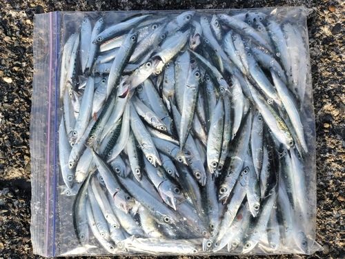 サバの釣果
