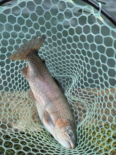 レインボートラウトの釣果