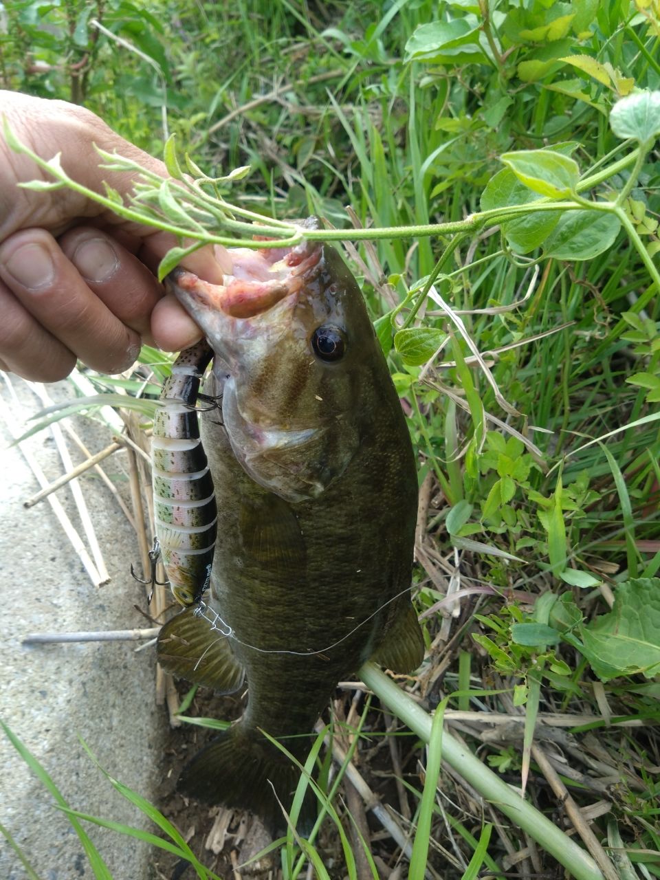 スモールマウスバス