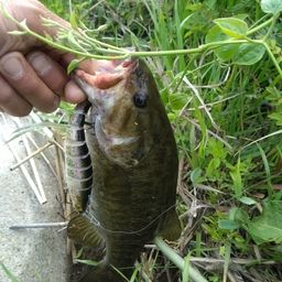 スモールマウスバス