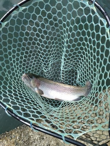 レインボートラウトの釣果