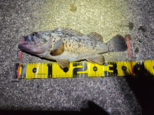 クロソイの釣果