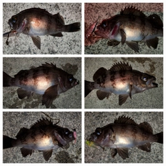 メバルの釣果