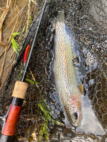 ニジマスの釣果