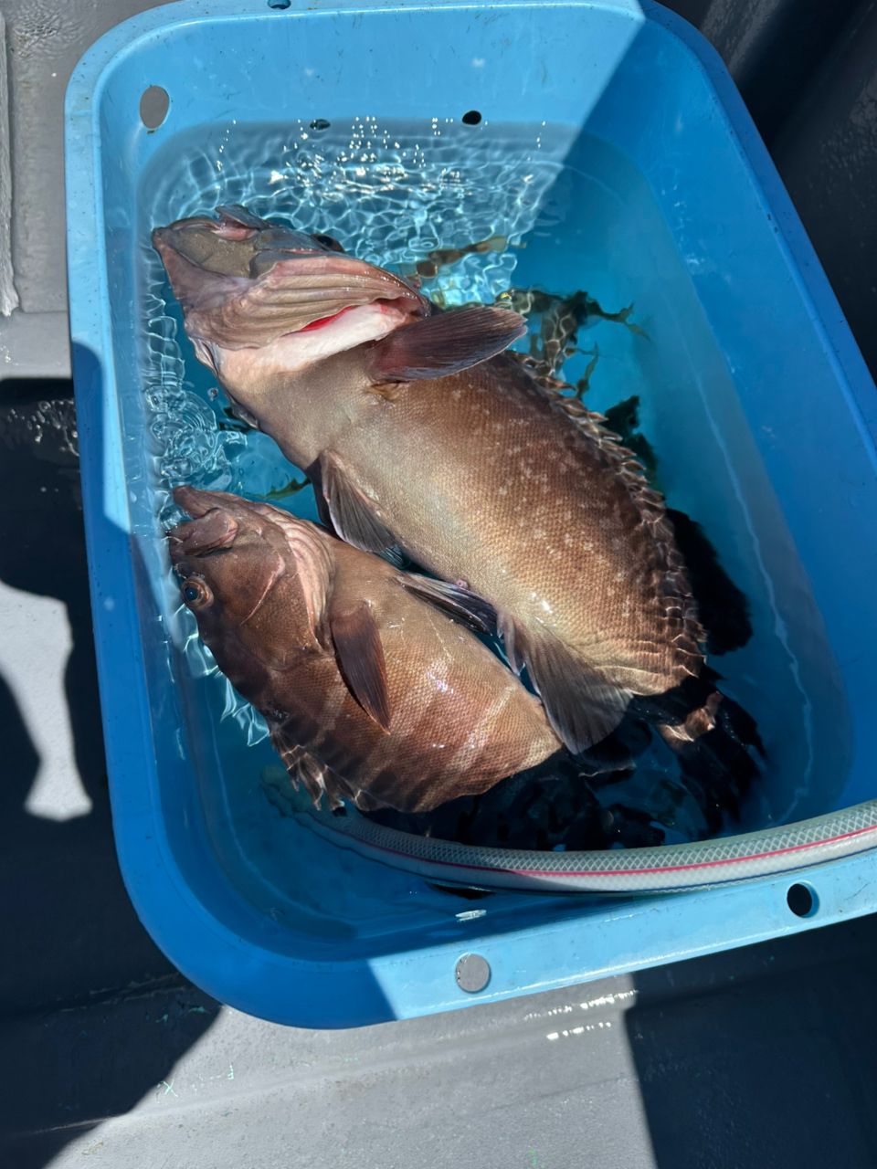 TATSUYA@SHINSHOUMARUさんの釣果 2枚目の画像