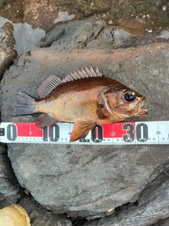 メバルの釣果