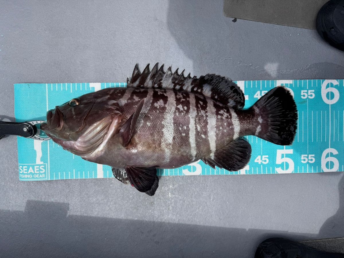 TATSUYA@SHINSHOUMARUさんの釣果 2枚目の画像