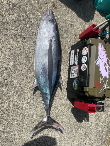 ビンナガの釣果