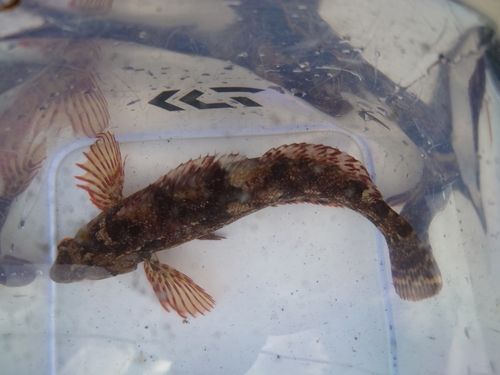 アイナメの釣果