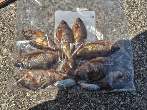 メバルの釣果