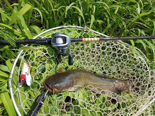 ナマズの釣果