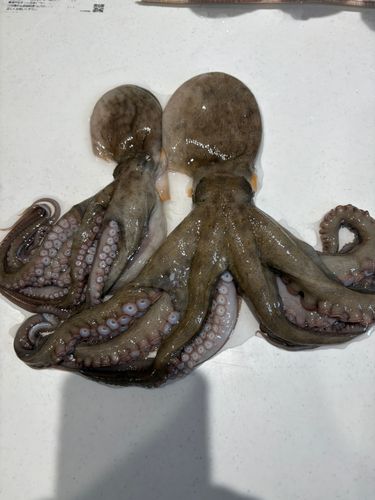 マダコの釣果
